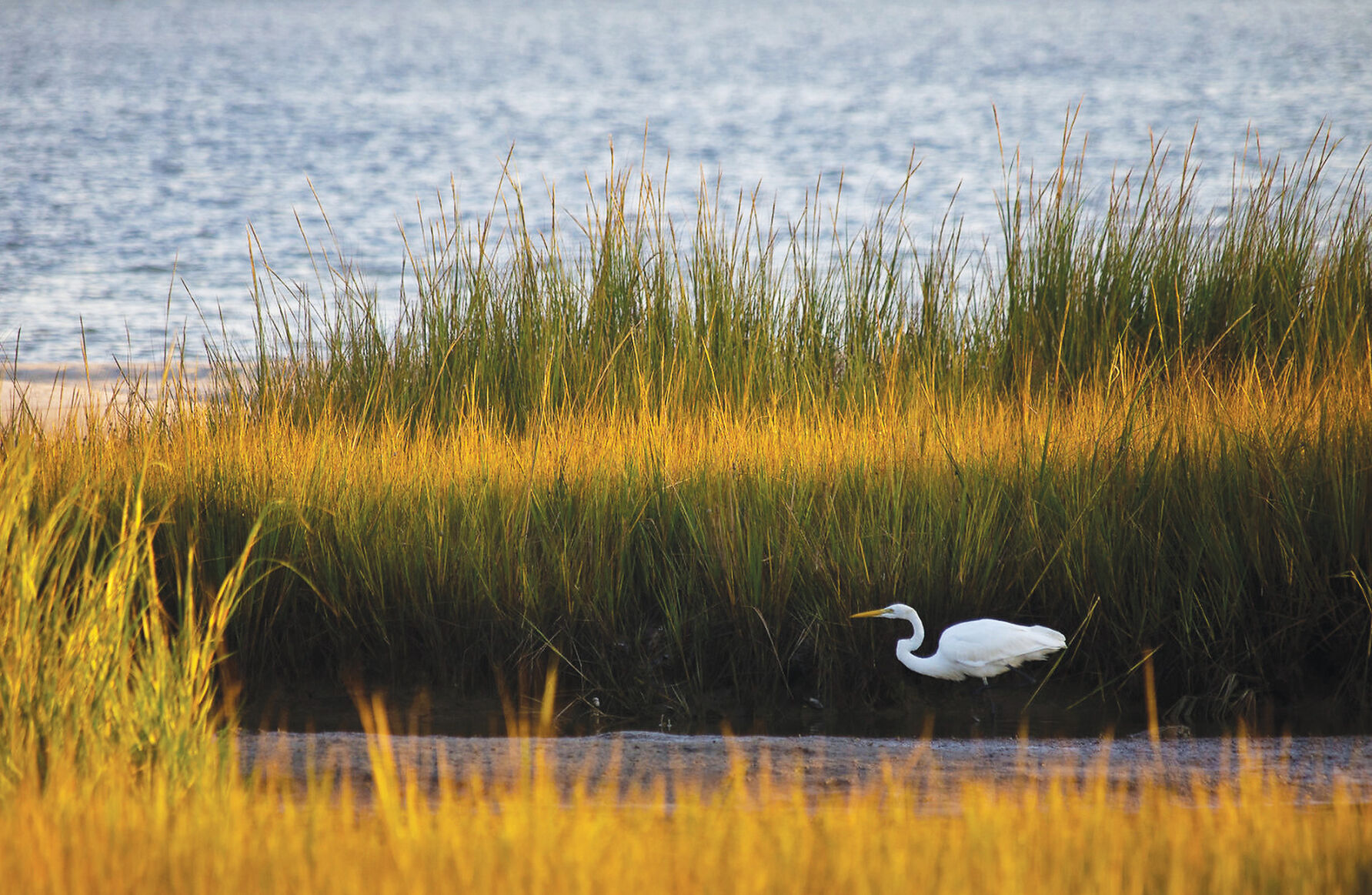 Heron in marsh